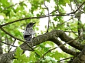 Koekoek [15883] 06-jul-2019 (kanaal Almelo-Nordhorn, Denekamp)